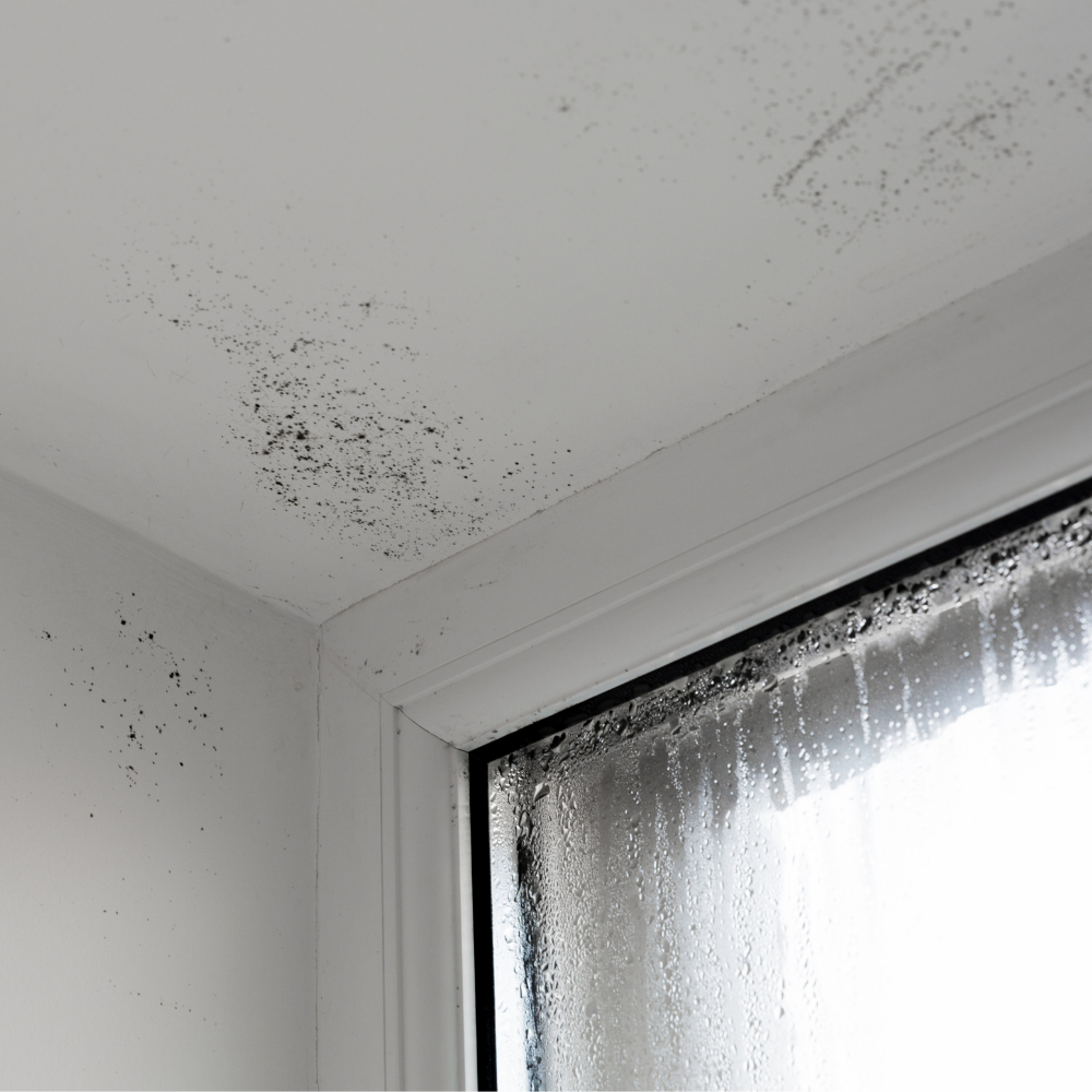 Mögel i taket och kondens på fönster – tecken på fuktproblem